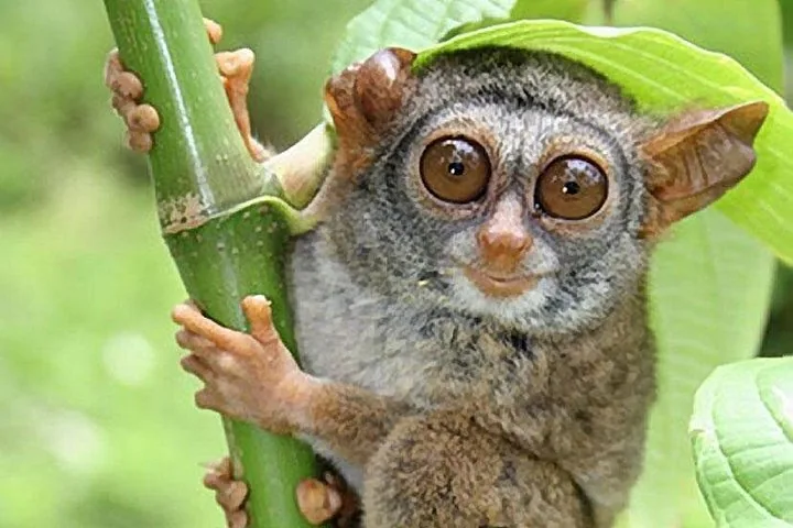Nahaufnahme eines kleinen Tarsiers, der an einem grünen Bambushalm hängt