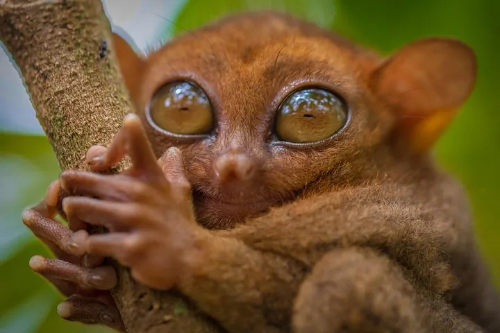 Nahaufnahme eines philippinischen Tarsiers, der an einem kleinen Ast hängt.